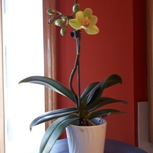 Meet your Posher, Audrey